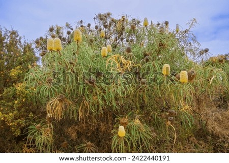 Showy banksia shrub (Banksia speciosa) with several flowers in natural habitat, Western Australia