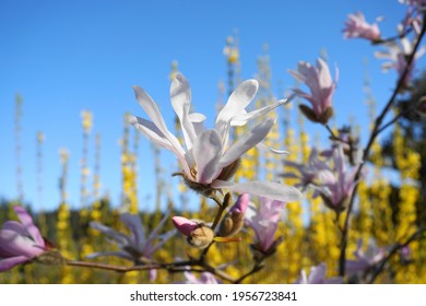 Showy And Beautiful Magnolia Stellata Pink Flowers Close Up On The  Branch Against Flowering Forsythia Shrub And Blue Sky Background. Japanese Magnolia.