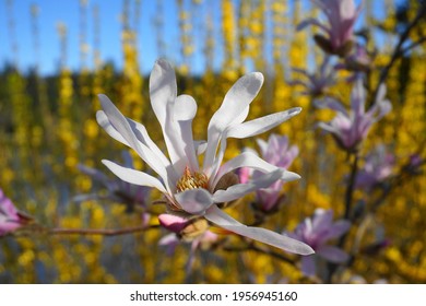 Showy And Beautiful Magnolia Stellata Pink Flowers Close Up On The  Branch Against Flowering Forsythia Shrub And Blue Sky Background. Japanese Magnolia.