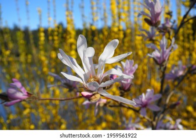 Showy And Beautiful Magnolia Stellata Pink Flowers Close Up On The  Branch Against Flowering Forsythia Shrub And Blue Sky Background. Japanese Magnolia.