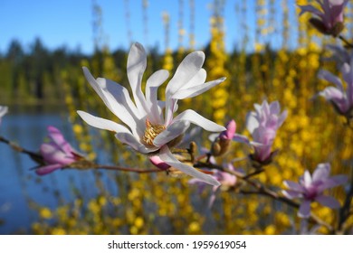 Showy And Beautiful Magnolia Stellata Pink Flowers Close Up On The  Branch Against Flowering Forsythia Shrub And Blue Sky Background. Japanese Magnolia.