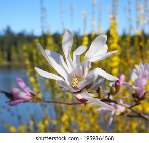 Showy And Beautiful Magnolia Stellata Pink Flowers Close Up On The  Branch Against Flowering Forsythia Shrub And Blue Sky Background. Japanese Magnolia.