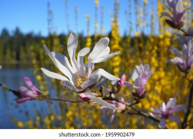 Showy And Beautiful Magnolia Stellata Pink Flowers Close Up On The  Branch Against Flowering Forsythia Shrub And Blue Sky Background. Japanese Magnolia.