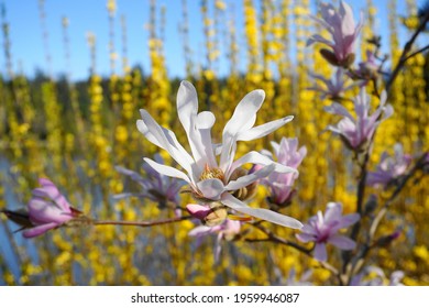 Showy And Beautiful Magnolia Stellata Pink Flowers Close Up On The  Branch Against Flowering Forsythia Shrub And Blue Sky Background. Japanese Magnolia.