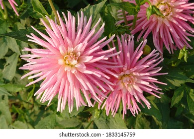 Showy, bright pink dahlia flowers of the 'Park Princess' variety in dew in the garden, close-up, top view 