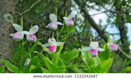 Showy Lady's-slippers - Cypripedium reginae - also known as Pink-and-white Lady's-slipper or the Queen's Lady's-slipper. Beautiful Minnesota State Flower - pink and white in authentic natural setting