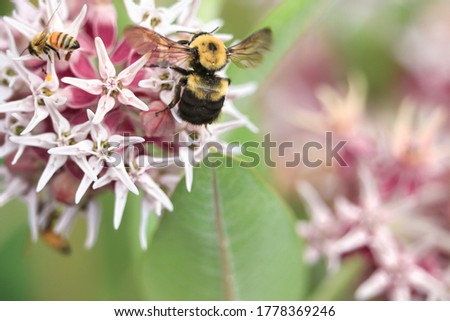 A Showy Milkweed blossom with both a Common Eastern Bumblebee and a honey bee shows their size differences.