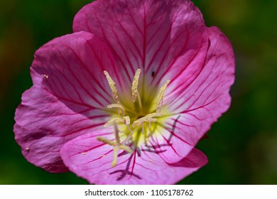 258 Showy pink evening primrose Images, Stock Photos & Vectors ...