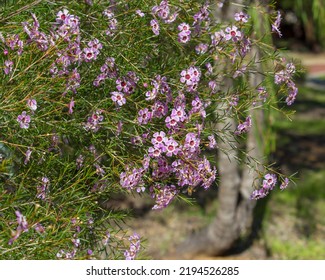 Showy West Australian Native Wild Flower Pink Geraldton Wax Chameleucium Uncinatum With Sweet Nectar Attracting Bees With Long Lasting Decorative Blooms In  Spring And Summer.