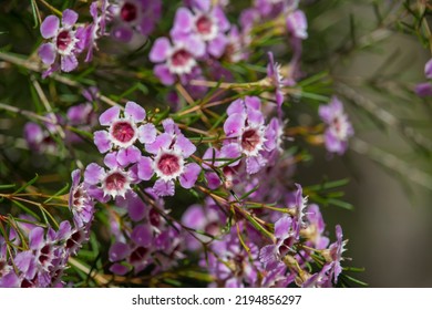 Showy West Australian Native Wild Flower Pink Geraldton Wax Chameleucium Uncinatum With Sweet Nectar Attracting Bees With Long Lasting Decorative Blooms In  Spring And Summer.