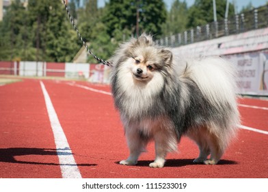 Shpitz Dog Posing After Dog Show In Stadium. Happy Dog Show Member.