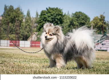 Shpitz Dog Posing After Dog Show In Stadium. Happy Dog Show Member.