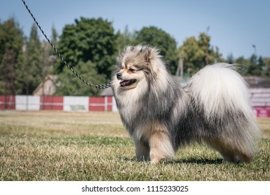 Shpitz Dog Posing After Dog Show In Stadium. Happy Dog Show Member.