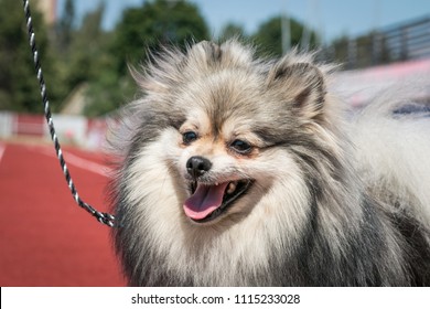 Shpitz Dog Posing After Dog Show In Stadium. Happy Dog Show Member.