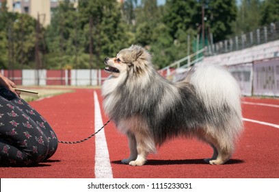 Shpitz Dog Posing After Dog Show In Stadium. Happy Dog Show Member.