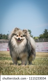 Shpitz Dog Posing After Dog Show In Stadium. Happy Dog Show Member.