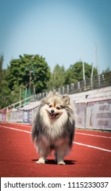 Shpitz Dog Posing After Dog Show In Stadium. Happy Dog Show Member.