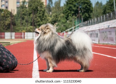 Shpitz Dog Posing After Dog Show In Stadium. Happy Dog Show Member.