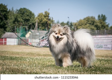 Shpitz Dog Posing After Dog Show In Stadium. Happy Dog Show Member.