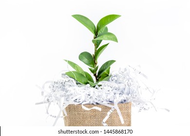 Shredded Paper Waste With Green Leaf Branch In Burlap Bag Box On A White Background , Eco Friendly Paperless Concept