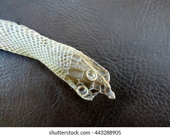 Snake skin shreds : 14 images, photos et images vectorielles de stock