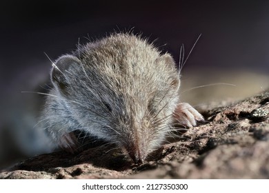 Shrew Mouse (Soricidae , Spitzmaus )