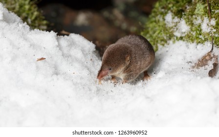 Shrew On Snow