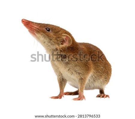 Shrew Single Common Shrew Standing Alert With Isolated On White Background