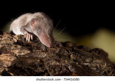 Shrew Smallest Mammal Stock Photo 754416580 | Shutterstock