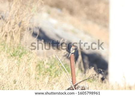 Image, Stock Photo No Coke in Angola! Stone