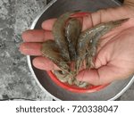 shrimp