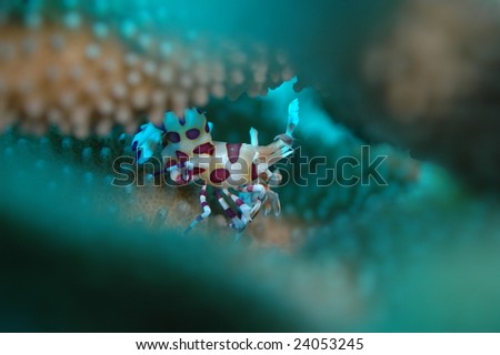 Similar – Image, Stock Photo Ocellaris clownfish Amphiprion ocellaris