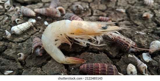 Shrimp Are Animals That Live In Waters, Especially Rivers, Seas, Or Lakes. Shrimp Can Be Found In Almost All Large 