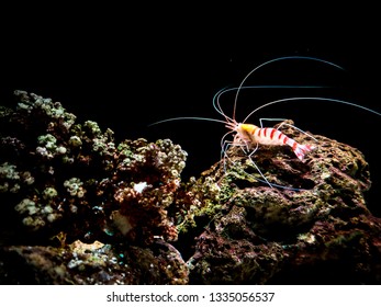 A shrimp in a aquarium
