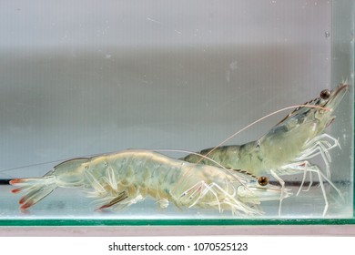 Shrimp Broodstock In Clear Glass