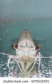 Shrimp Broodstock In Clear Glass