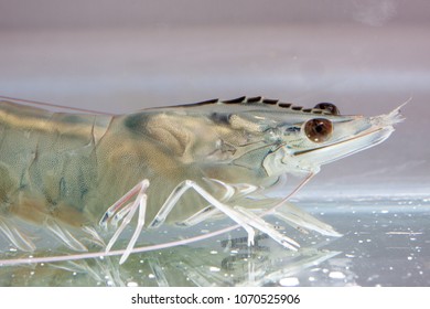 Shrimp Broodstock In Clear Glass