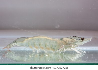 Shrimp Broodstock In Clear Glass