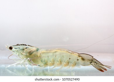 Shrimp Broodstock In Clear Glass