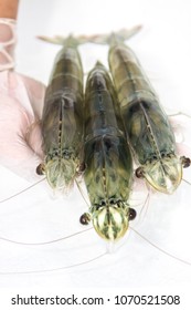 Shrimp Broodstock On Hand