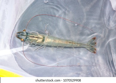 Shrimp Broodstock On The White Grid