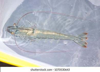 Shrimp Broodstock On The White Grid