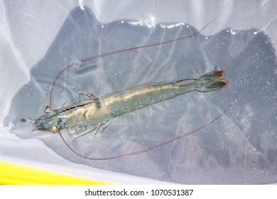 Shrimp Broodstock On The White Grid