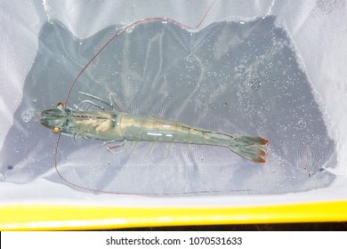 Shrimp Broodstock On The White Grid