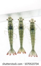 Shrimp Broodstock In White Box