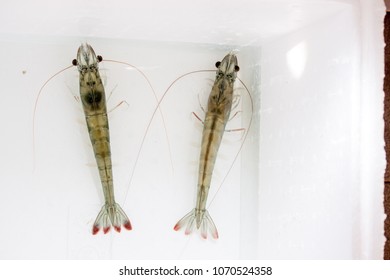 Shrimp Broodstock In White Box