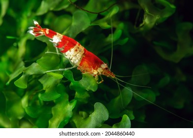 Shrimp Cardina sp.Crystal Red