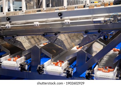 Shrimp Conveyor. Equipment For Seafood Processing. Сonveyor For Processing Of Seafood. Production Of Frozen Semi-finished Shrimp. Production Line With Tiger Shrimp. Production Of Food.