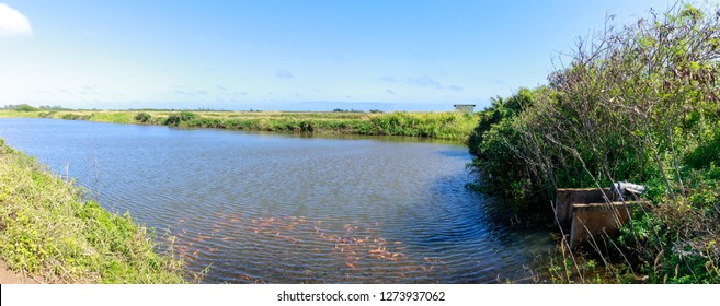 Shrimp Farm Nearby Of Honolulu, Oahu, Hawaii - Image