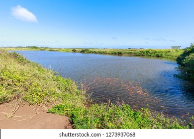 Shrimp Farm Nearby Of Honolulu, Oahu, Hawaii - Image